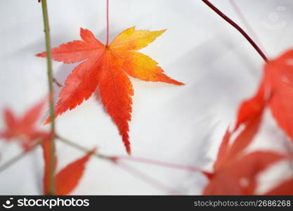 Colored leaves