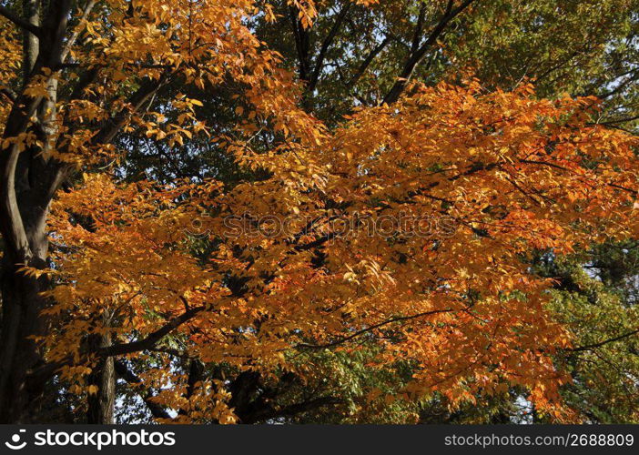 Colored leaves