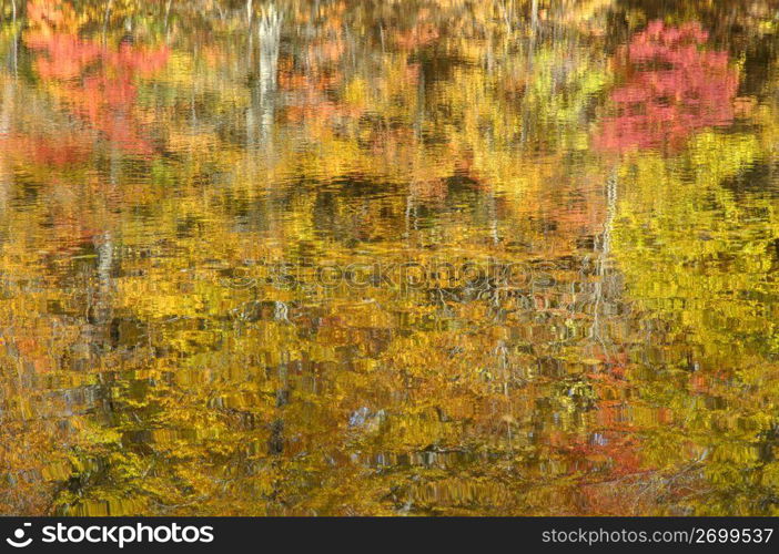 Colored leaves