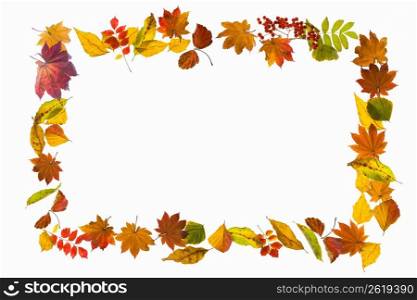 Colored leaves frame