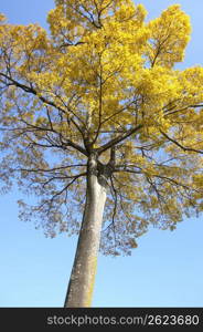 Colored leaves of tree
