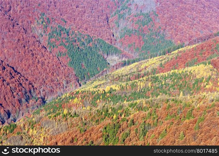 Colored mountain slopes in autumn Carpathian. Morning misty view. Nature background.