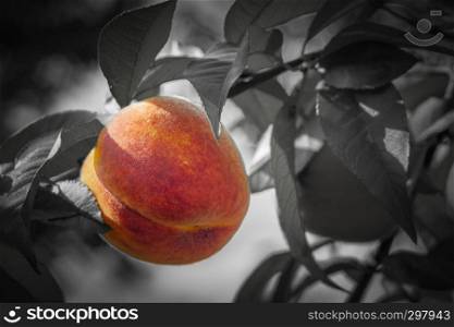 Colored peach on black and white background