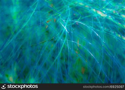 Colorful abstract illustration of a leafless branch