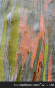 Colorful abstract pattern of Eucalyptus deglupta tree bark