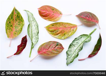 Colorful Aglaonema leaves Isolated on white background
