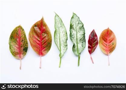 Colorful Aglaonema leaves Isolated on white background