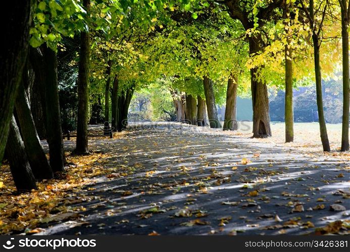 Colorful alley with leaves in fall autumn park