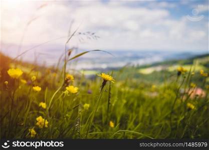 Colorful alpine flowers in spring, close up picture