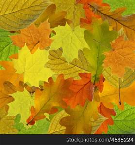 Colorful and bright background made of fallen autumn leaves.. Colorful and bright background made of fallen autumn leaves