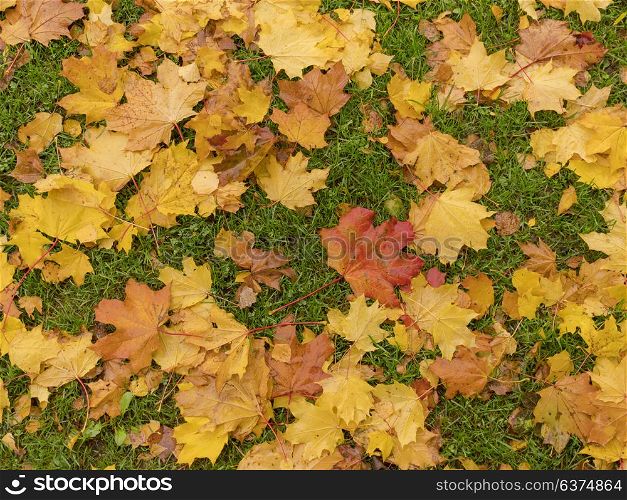 Colorful and bright background made of fallen autumn leaves.. Colorful and bright background made of fallen autumn leaves