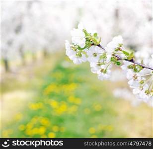 Colorful and fragrant apple orchard in the spring