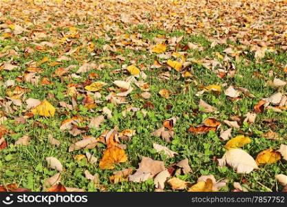 Colorful and Vibrant Colors Autumn leaves on a meadow