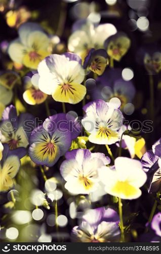 Colorful and vibrant pansy flowers