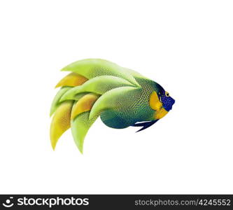 colorful angelfish isolated on white background