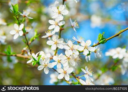 Colorful apricot blossom tree in the spring sunny day