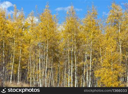 Colorful Aspen Pines Against Deep Blue Sky