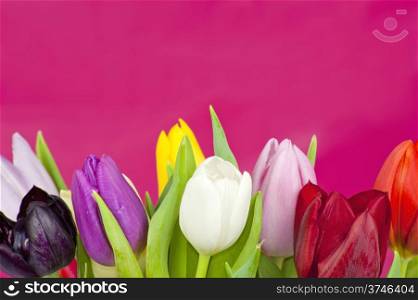 Colorful assorted Dutch Tulips on a violet background