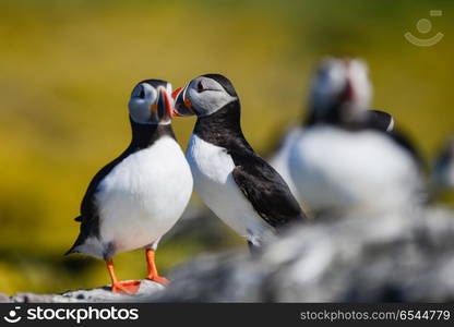 Colorful Atlantic Puffin or Comon Puffin Fratercula Arctica in N. Beautiful Atlantic Puffin or Comon Puffin Fratercula Arctica in Northumberland England on bright Spring day