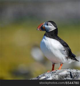 Colorful Atlantic Puffin or Comon Puffin Fratercula Arctica in N. Beautiful Atlantic Puffin or Comon Puffin Fratercula Arctica in Northumberland England on bright Spring day