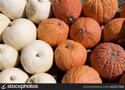 colorful autumn background of orange and white pumpkins