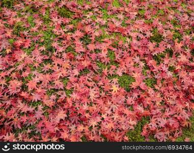 Colorful autumn background with carpet of red maple leaves on grass in Japan