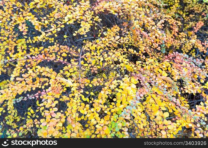 Colorful autumn bush twig in city park