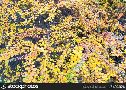 Colorful autumn bush twig in city park