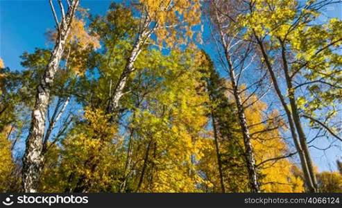 Colorful autumn deciduous and coniferous trees