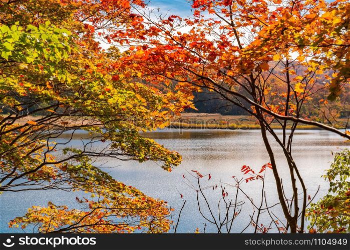 Colorful autumn foliage at Onuma Pond in Towada Hachimantai National Park, Akita Prefecture, Japan
