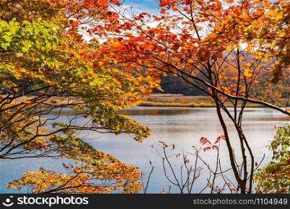 Colorful autumn foliage at Onuma Pond in Towada Hachimantai National Park, Akita Prefecture, Japan