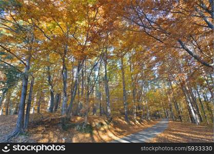 Colorful autumn forest and road