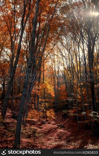 colorful autumn forest on a sunny day