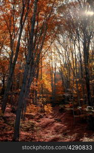 colorful autumn forest on a sunny day