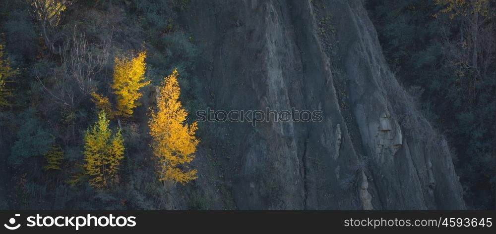 Colorful autumn forest with birch and mountain
