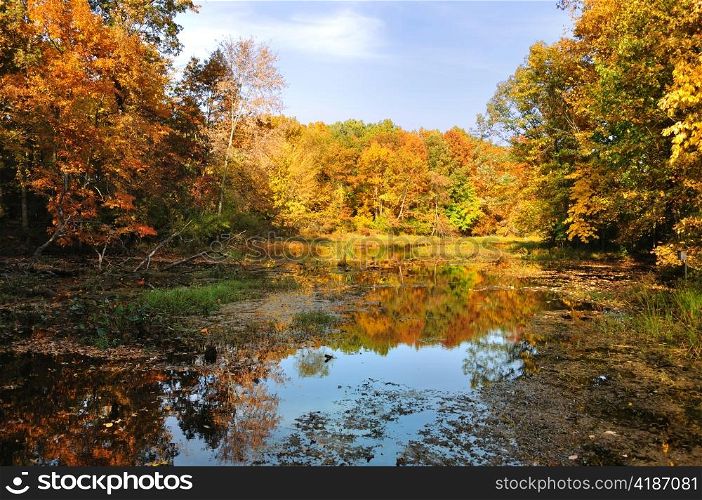 colorful autumn forest with lake