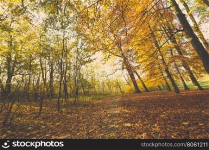 Colorful autumn in park.. Autumnal season concept. Colorful autumn in park. Many beautiful trees.