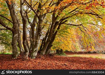 Colorful autumn in the woods of the Monti San Vicino and Canfaito park, Italy