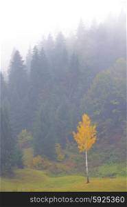 Colorful autumn landscape and mist