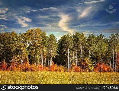 Colorful Autumn Landscape With Forest