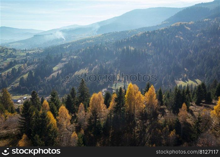 Colorful autumn landscape with the pine forest on a hill in the Carpathian mountains 
