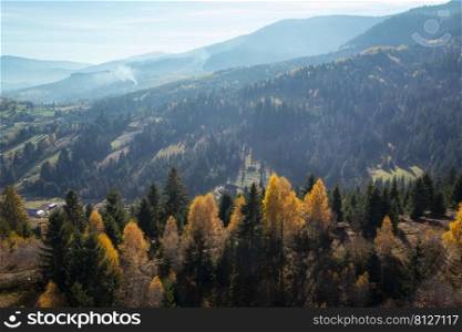 Colorful autumn landscape with the pine forest on a hill in the Carpathian mountains 