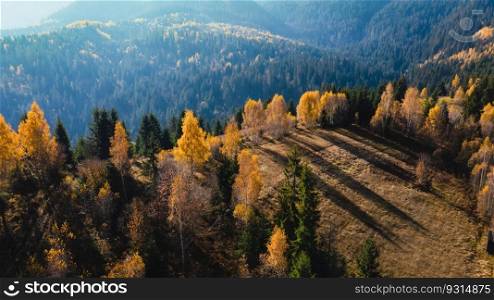 Colorful autumn landscape with the pine forest on a hill in the Carpathian mountains
