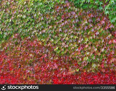 Colorful autumn leaf background