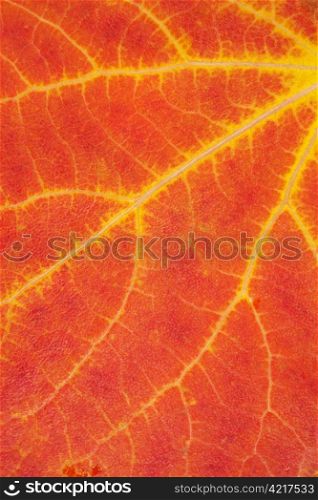 colorful autumn leaf background