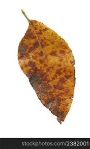 Colorful autumn leaf isolated on white background. Autumn leaf isolated. Dry leaf isolated on white
