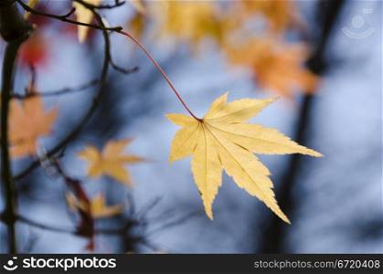 Colorful autumn leave background. A branch with a yellow leave of japanese maple in backlight, in front of a blue sky