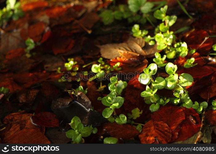 Colorful autumn leaves and fresh green plants. Spring time.