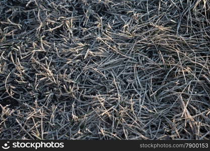 colorful autumn leaves and plants covered with frost. backgrounds