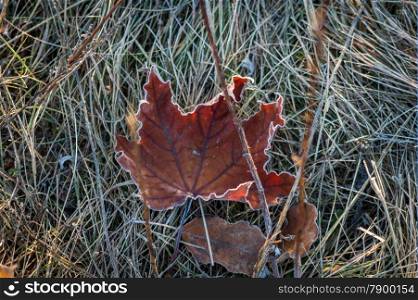 colorful autumn leaves and plants covered with frost. backgrounds